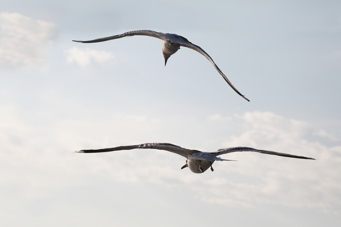 Sky photo of flyng seagulls